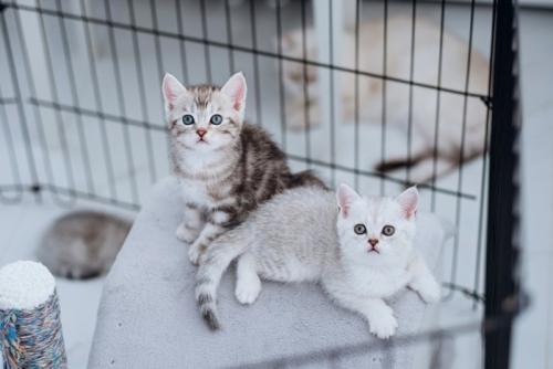譲渡された猫