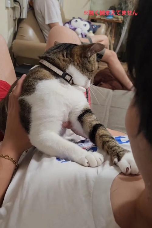 後ろを見る猫