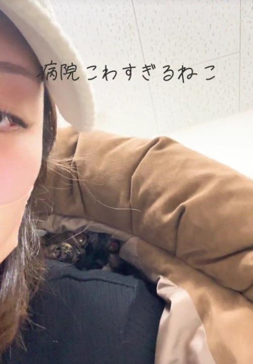 人の服の中に隠れている猫