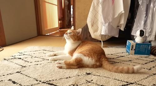 床に寝転がるチャチャ君