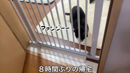 柵の前で待つくろまめちゃん