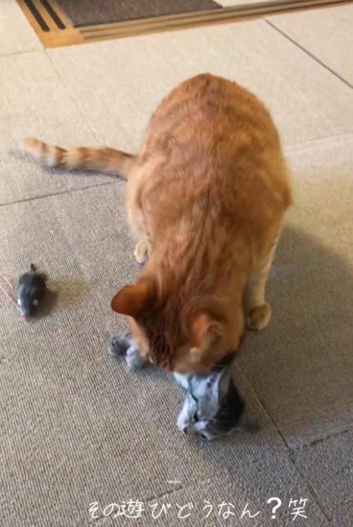 子猫の首元を舐めている大人の猫