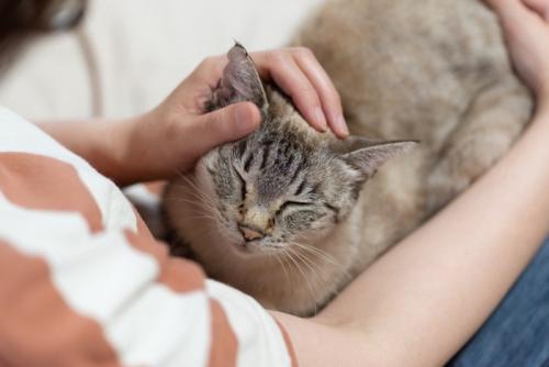 人のひざの上にのってなでられる猫