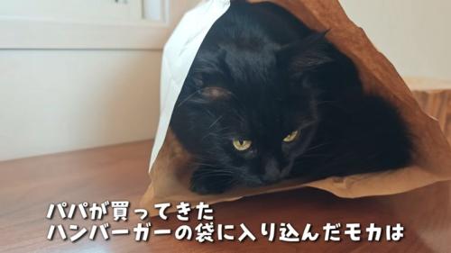 すっぽり紙袋に入るモカちゃん