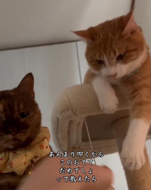 キャットタワーでくつろぐ2匹の猫