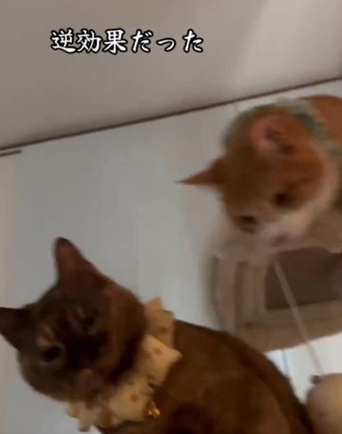 猫パンチ後の2匹の猫