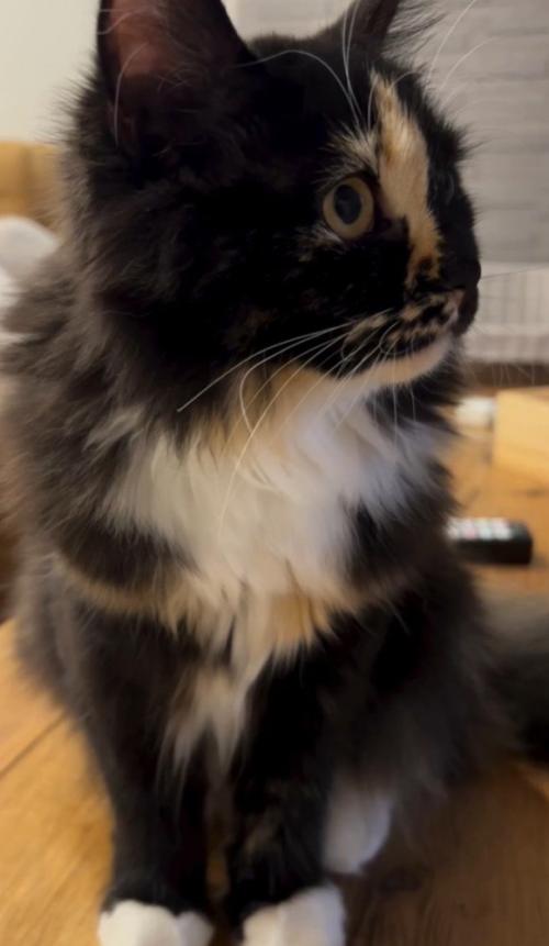 黒茶白の猫