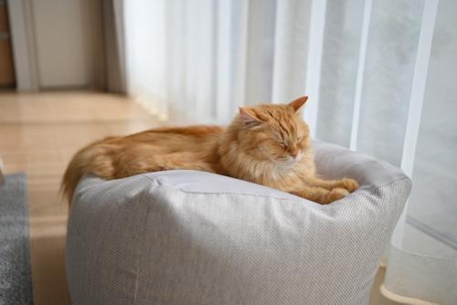 窓際でくつろぐ猫