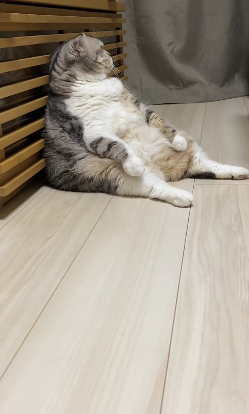 スコ座りをして部屋の奥を見つめている小夏ちゃんの横顔(猫上気味)