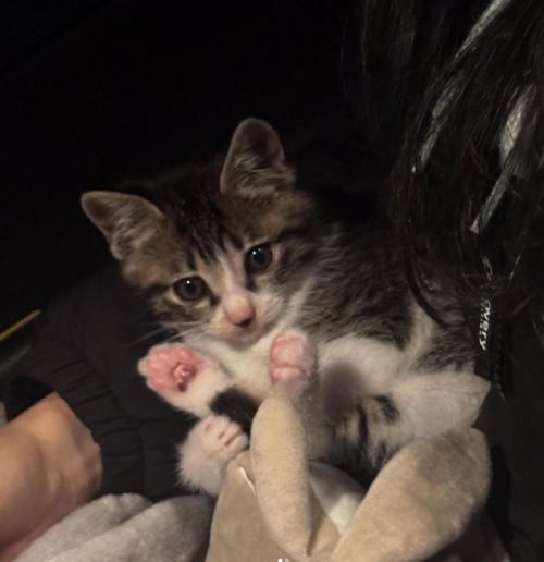 仰向けの子猫
