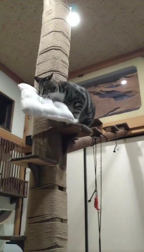 枕を運ぶ猫