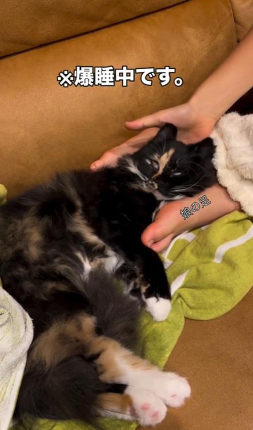 猫の頭の下に手を入れる