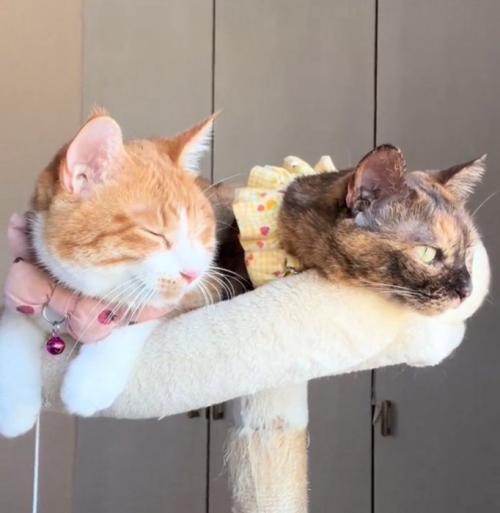 くつろぐ2匹の猫