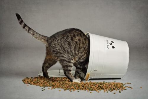 フードストッカーに頭を突っ込んでいる猫