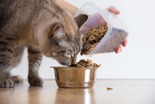 ご飯を与える飼い主さんとそれを食べる猫