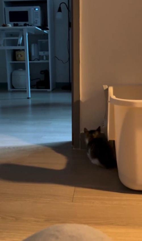 伏せる猫