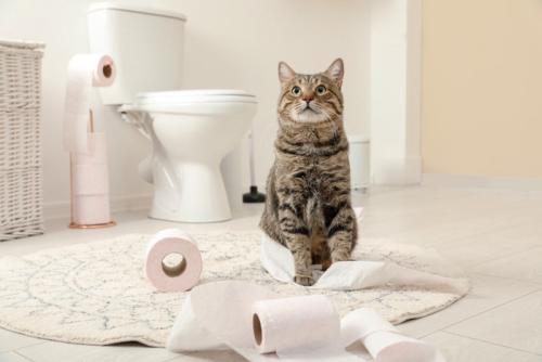 トイレットペーパーと猫