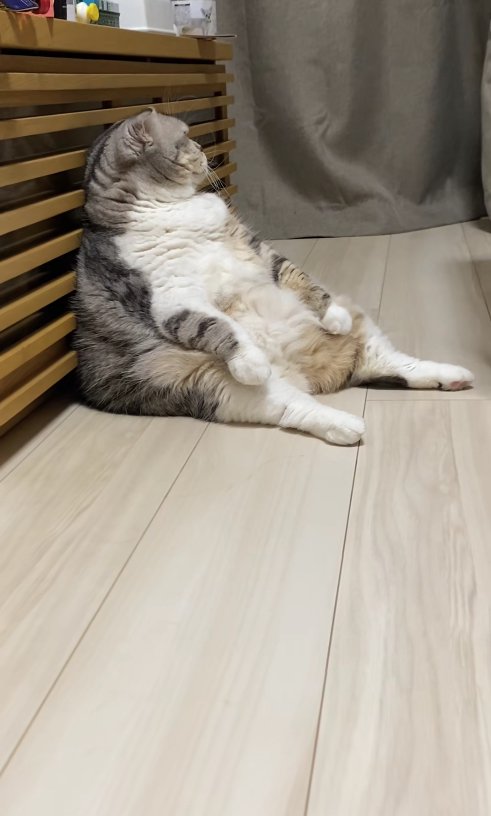 スコ座りをして部屋の奥を見つめている小夏ちゃんの横顔(猫中央気味)