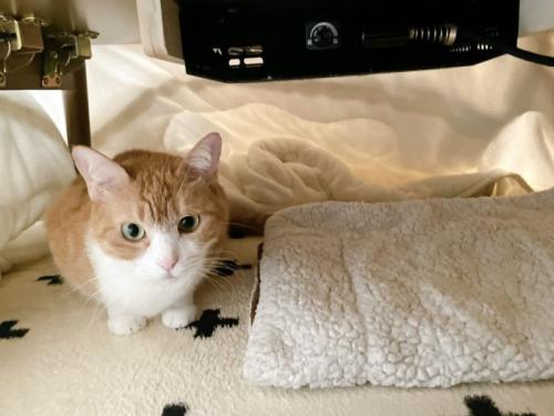 こたつの中で座っている猫