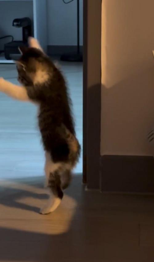 飛び掛かる子猫