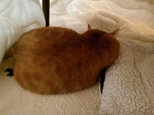 寝ている猫の背中