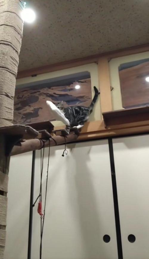 枕を運ぶ猫