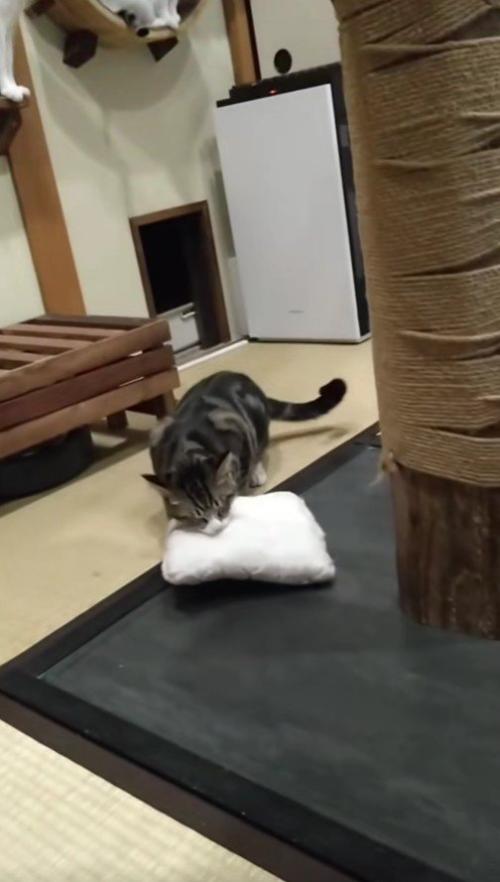 枕を置く猫