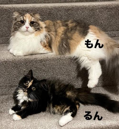 猫二匹