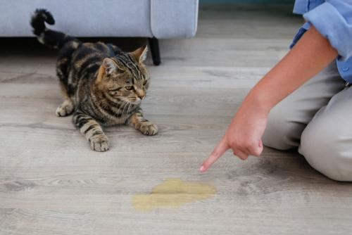 粗相した子猫