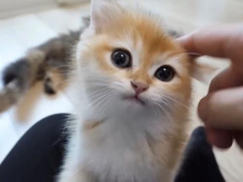 顔を傾けて耳の上をなでられる子猫