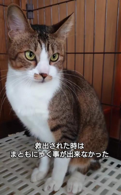 おすわりする猫
