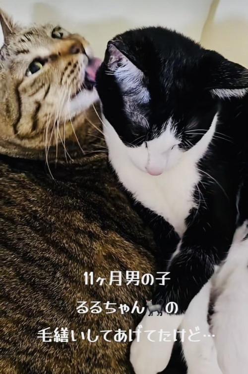 ハチワレ猫をグルーミングするキジトラ猫