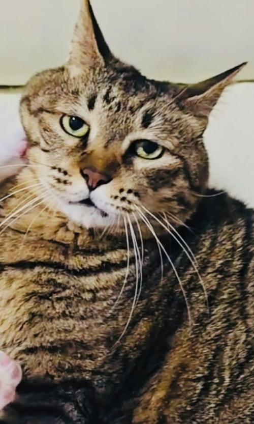 キジトラ猫にじゃれつくハチワレ猫