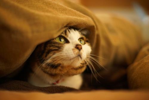 布団から顔を出す猫