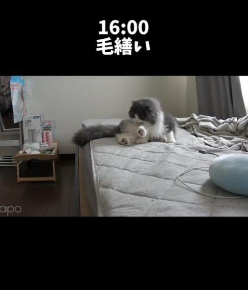 ベッドの上で毛づくろいをしている猫