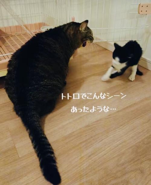 子猫を威嚇するキジトラ猫