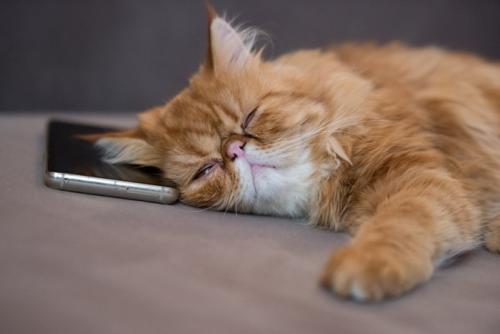 寝る猫