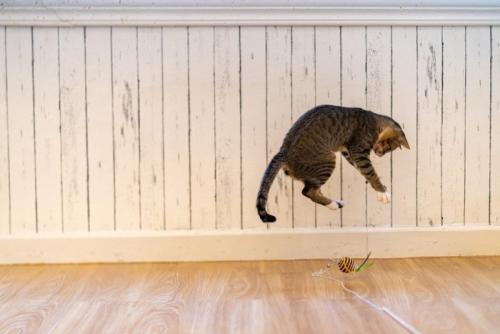 おもちゃにジャンプする猫