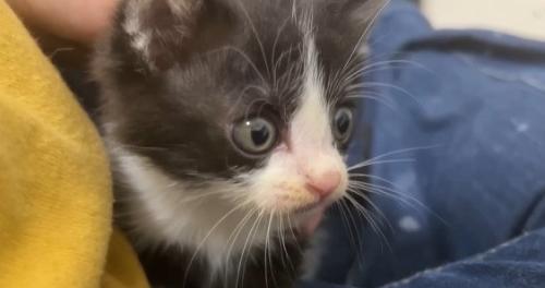 膝上に乗る白黒子猫