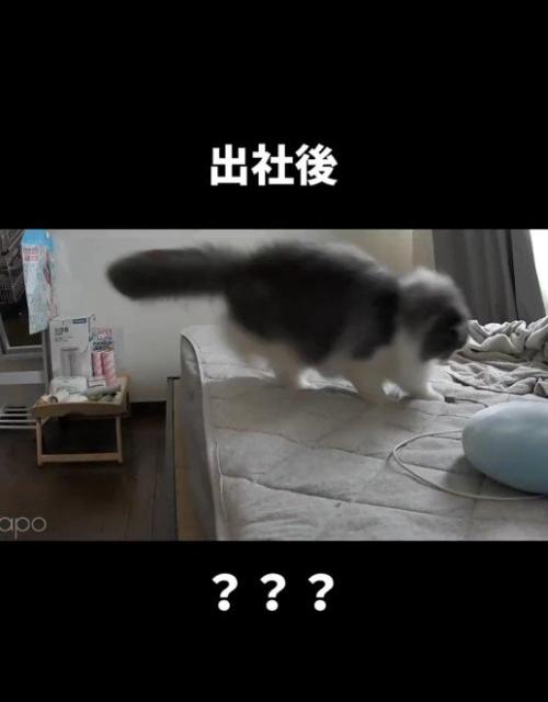 ベッドの上にいる猫