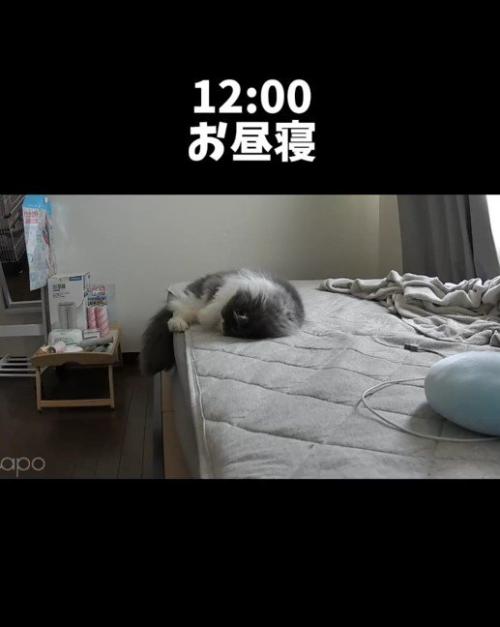 ベッドの上で寝ている猫