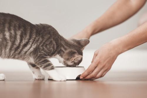 女性からゴハンをもらう猫