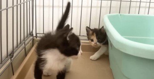 トイレ裏から出てくる三毛子猫