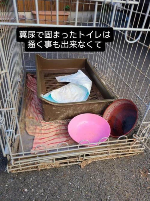 ケージと猫トイレ