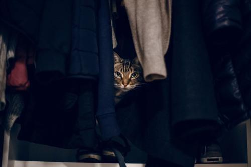 クローゼットの奥に隠れる猫