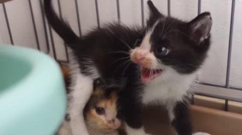 三毛子猫の上に乗る白黒子猫