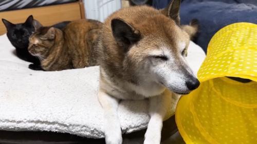 3人でお団子