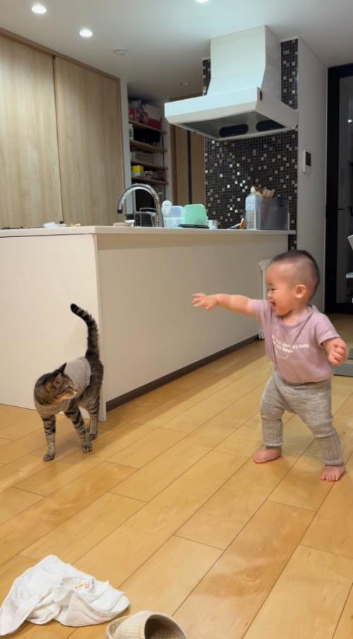 足を踏み出した赤ちゃんを見つめる猫