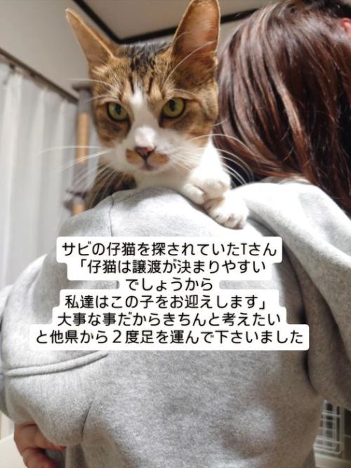 抱っこされる猫