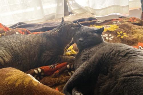 毛づくろいする猫たち